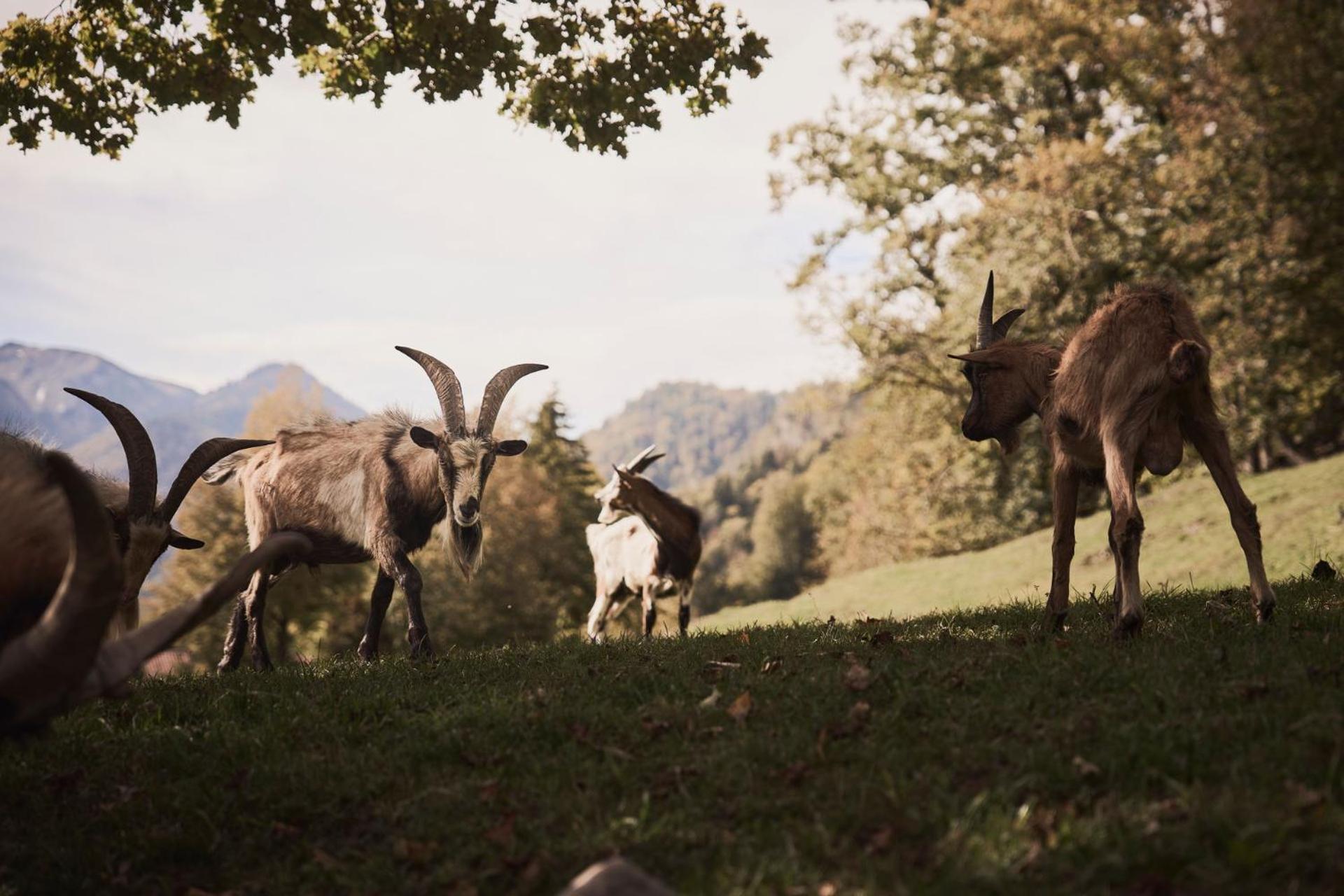 Rait'Ner Wirt Hotel Schleching Bagian luar foto